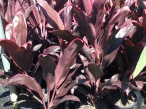 Cordyline terminalis Rubra
