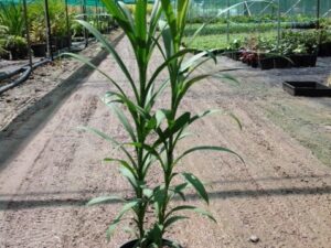Cordyline stricta