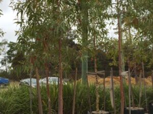 Corymbia citriodora