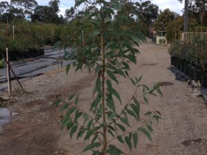 Corymbia eximia