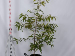 Corymbia gummifera