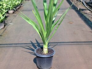 Crinum pedunculatum
