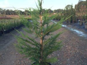 Cupressocyparis x leylandii 'Leightons Green'