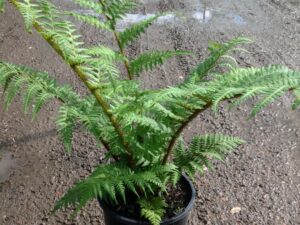 Cyathea cooperi