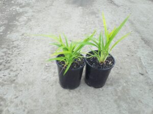 Dianella caerulea
