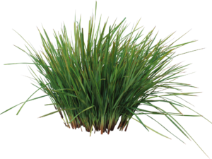 Dianella revoluta DRG04 PBR Revelation