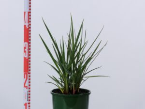 Dianella revoluta