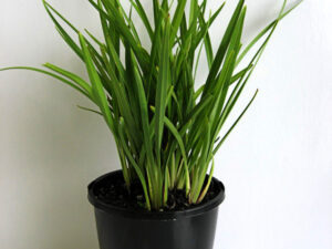 Dianella caerulea DCNCO PBR Breeze