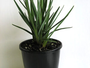 Dianella revoluta DR5000 PBR Little Rev