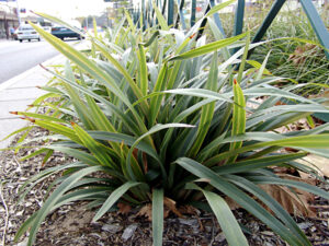 Dianella tasmanica TR20 PBR Tasred