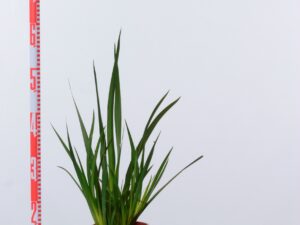 Dietes grandiflora