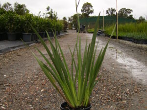 Dietes iridioides
