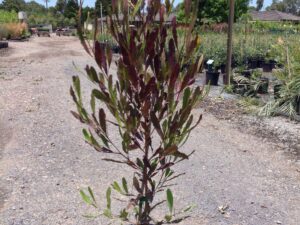 Dodonaea viscosa 'Purpurea'