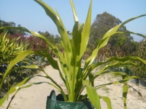 Doryanthus excelsa