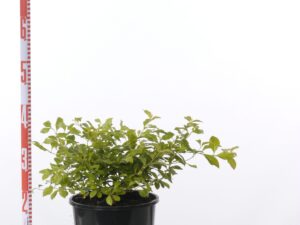 Duranta repens 'Sheena's Gold'