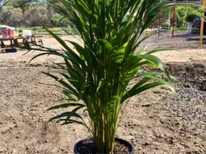Dypsis lutescens