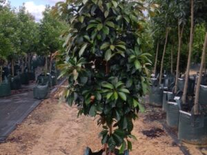 Elaeocarpus eumundii