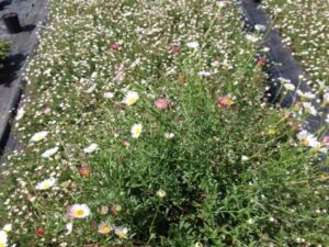 Erigeron karvinskianus