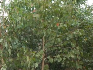 Eucalyptus amplifolia