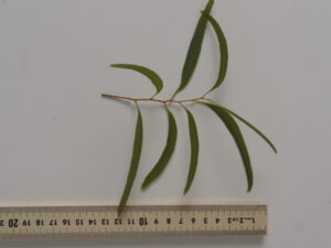 Eucalyptus crebra