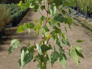 Eucalyptus fibrosa