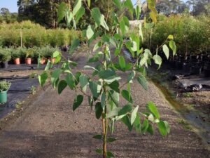 Eucalyptus haemastoma