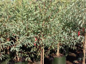 Eucalyptus melliodora