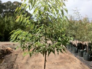 Eucalyptus pilularis
