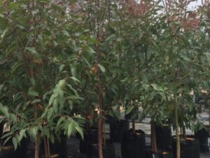 Eucalyptus robusta