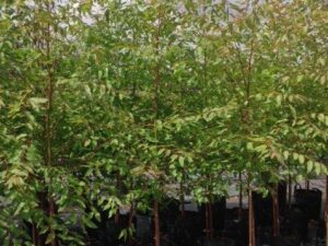 Eucalyptus saligna