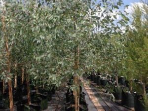 Eucalyptus sideroxylon