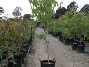 Eucalyptus tereticornis