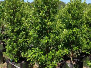 Ficus microcarpa var. hillii