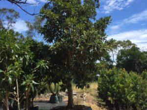 Ficus macrophylla