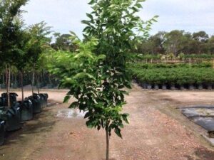 Fraxinus pennsylvanica 'Cimmzam' Cimmaron