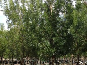 Fraxinus angustifolia Raywood