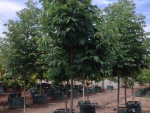 Fraxinus pennsylvanica 'Urbanite'