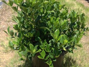 Gardenia augusta Florida