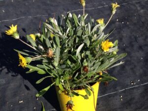 Gazania hybrid GT20 PBR Double Gold