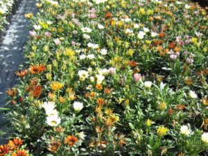 Gazania x hybrida