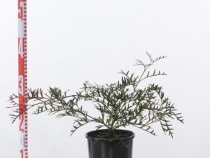 Grevillea rivularis 'Bronze Rambler'