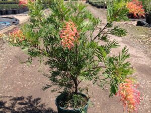 Grevillea 'Ned Kelly'