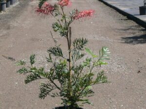 Grevillea 'Robyn Gordon'