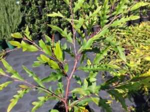 Grevillea poorinda 'Royal Mantle'