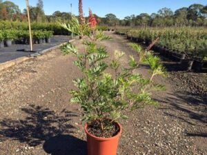 Grevillea 'Superb'