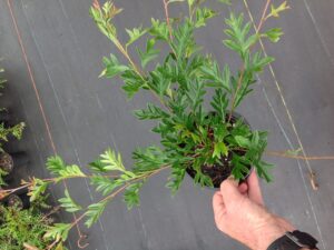 Grevillea x gaudichaudi