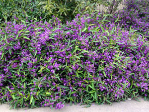 Hardenbergia violacea HB1 PBR Meema