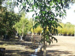 Harpullia pendula