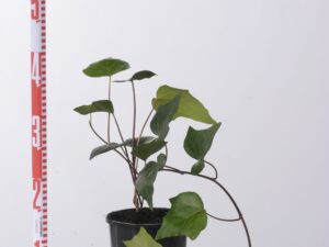 Hedera canariensis