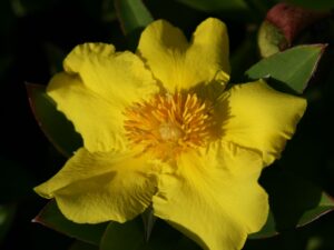 Hibbertia scandens